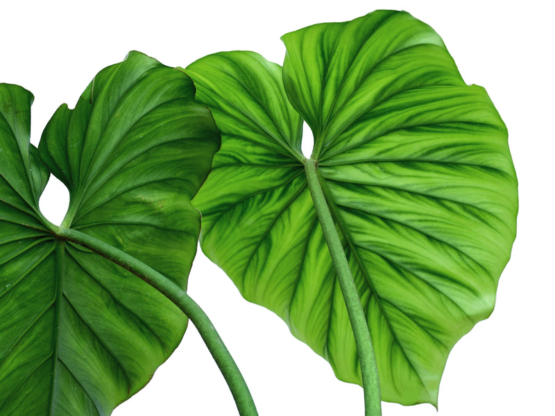 philodendron colombia Philodendron Colombia