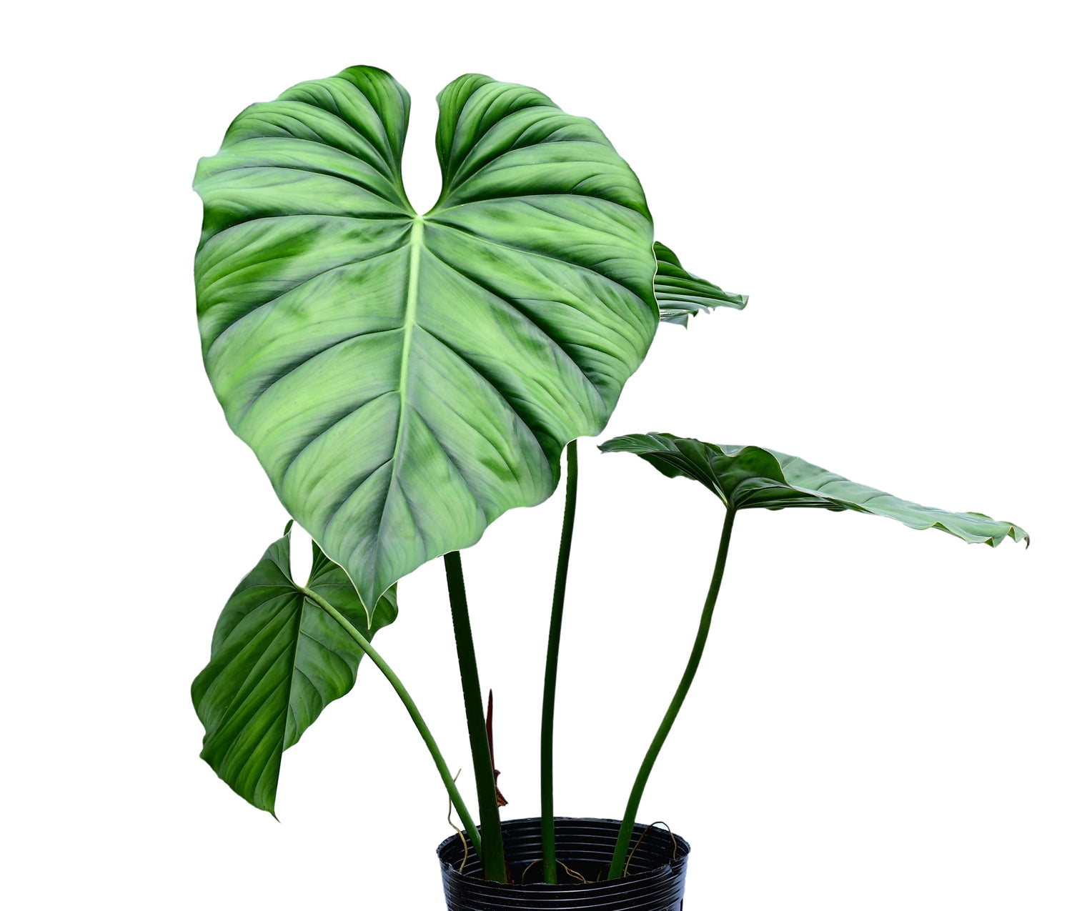 philodendron ecuadoriana Philodendron Colombia — Ecuagenera Orquídeas del Ecuador