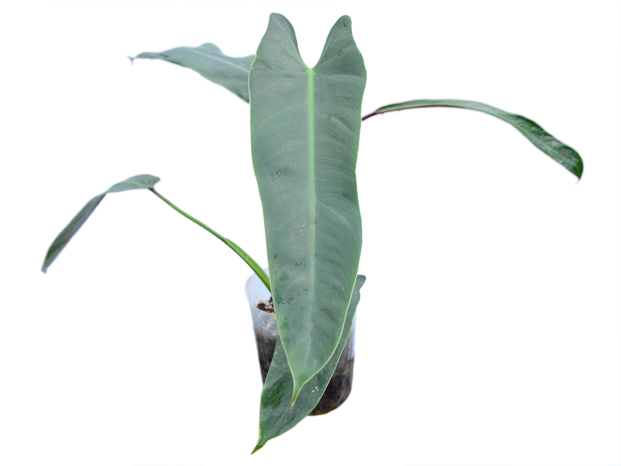 Philodendron spiritus-sancti — Ecuagenera Orquídeas del Ecuador