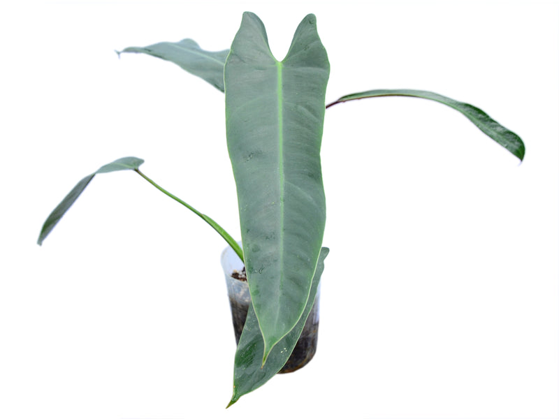 buy philodendron spiritus sancti Philodendron spiritus-sancti — Ecuagenera Orquídeas del Ecuador