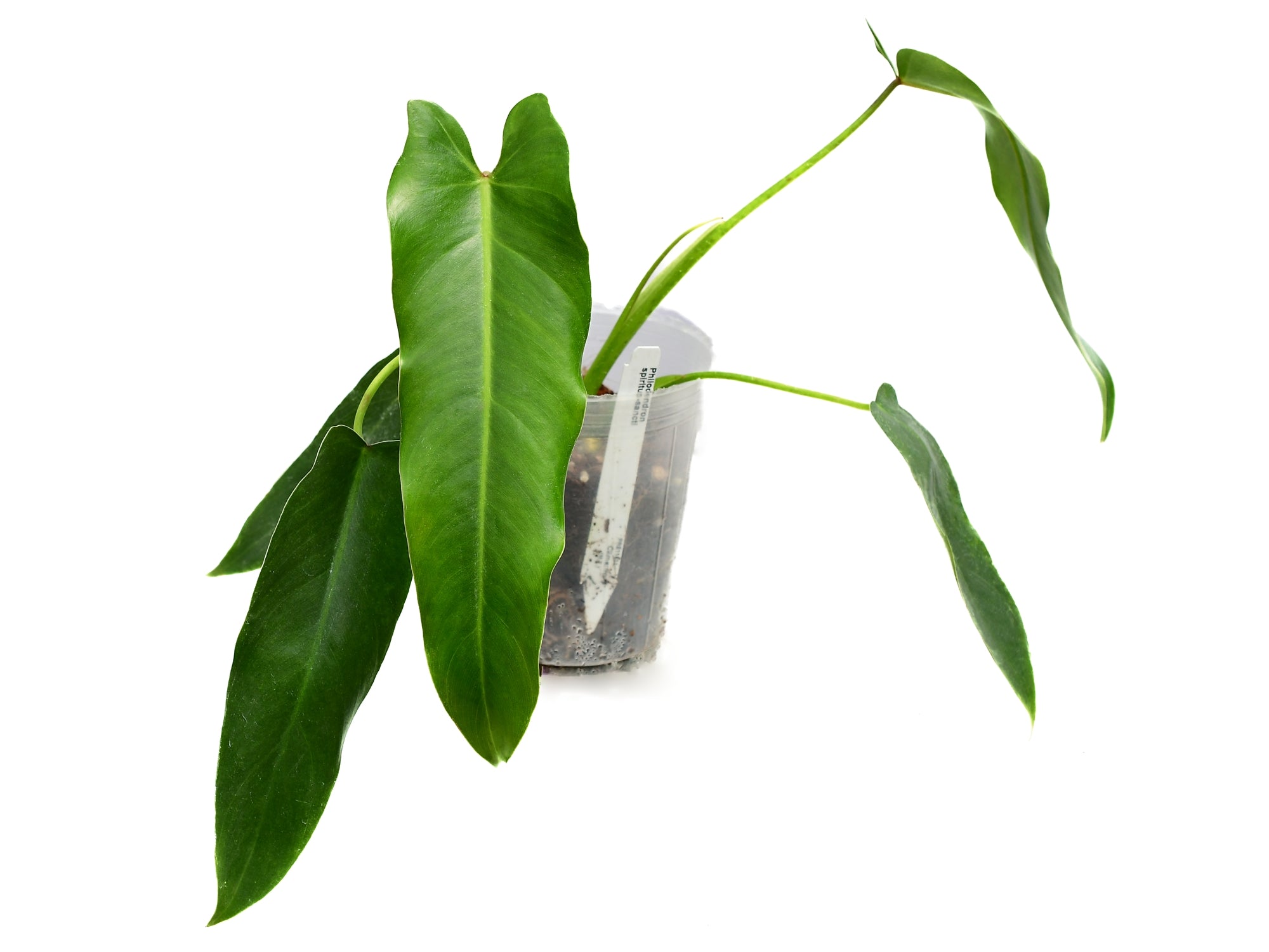 Philodendron spiritus-sancti — Ecuagenera Orquídeas del Ecuador