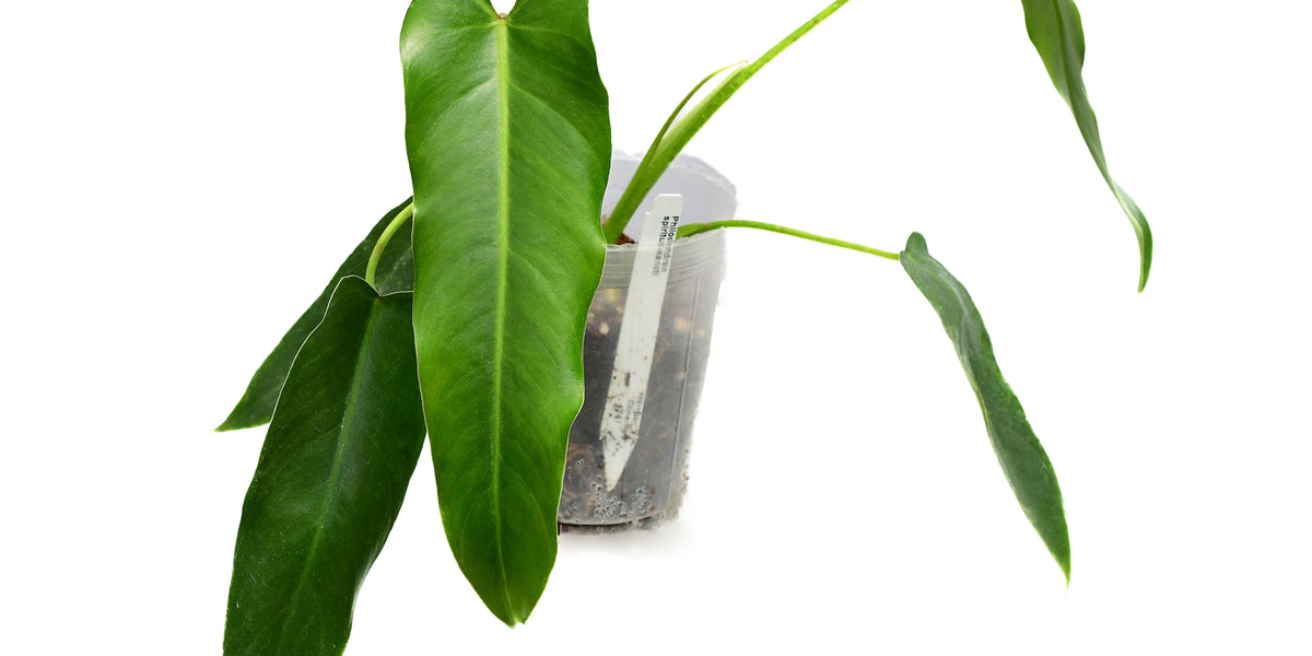 philodendron atabapoense vs spiritus sancti Philodendron spiritus-sancti — Ecuagenera Orquídeas del Ecuador