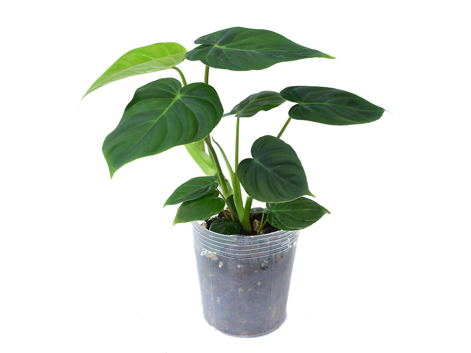 Philodendron verrucosum 2 x Philo. pastazanum