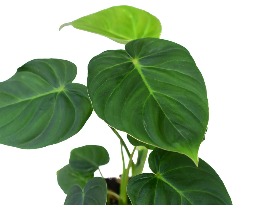 Philodendron verrucosum 2 x Philo. pastazanum