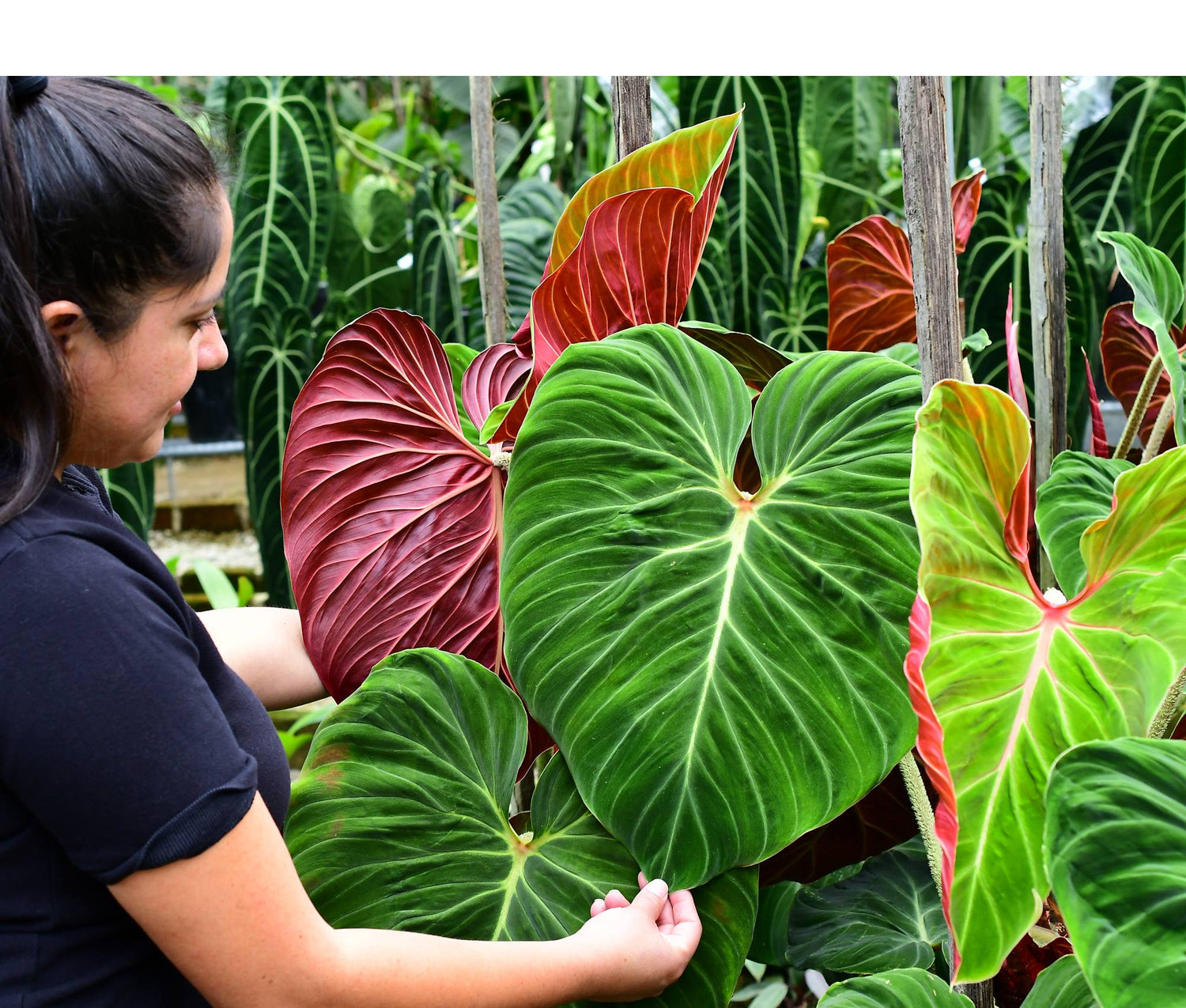 philodendron verrucosum san miguel Philodendron verrucosum Amazon Sunset — Ecuagenera Orquídeas del Ecuador
