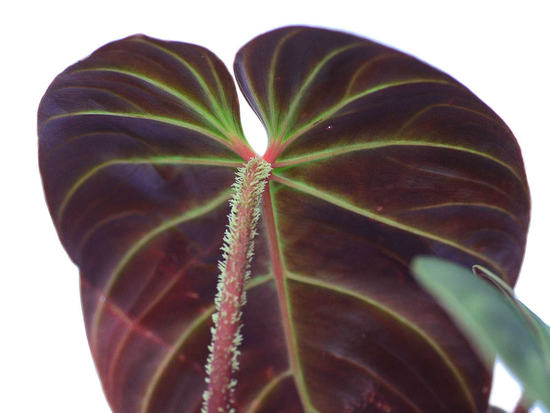 philodendron verrucosum purple Philodendron verrucosum 'Eclipse' — Ecuagenera Orquídeas del Ecuador