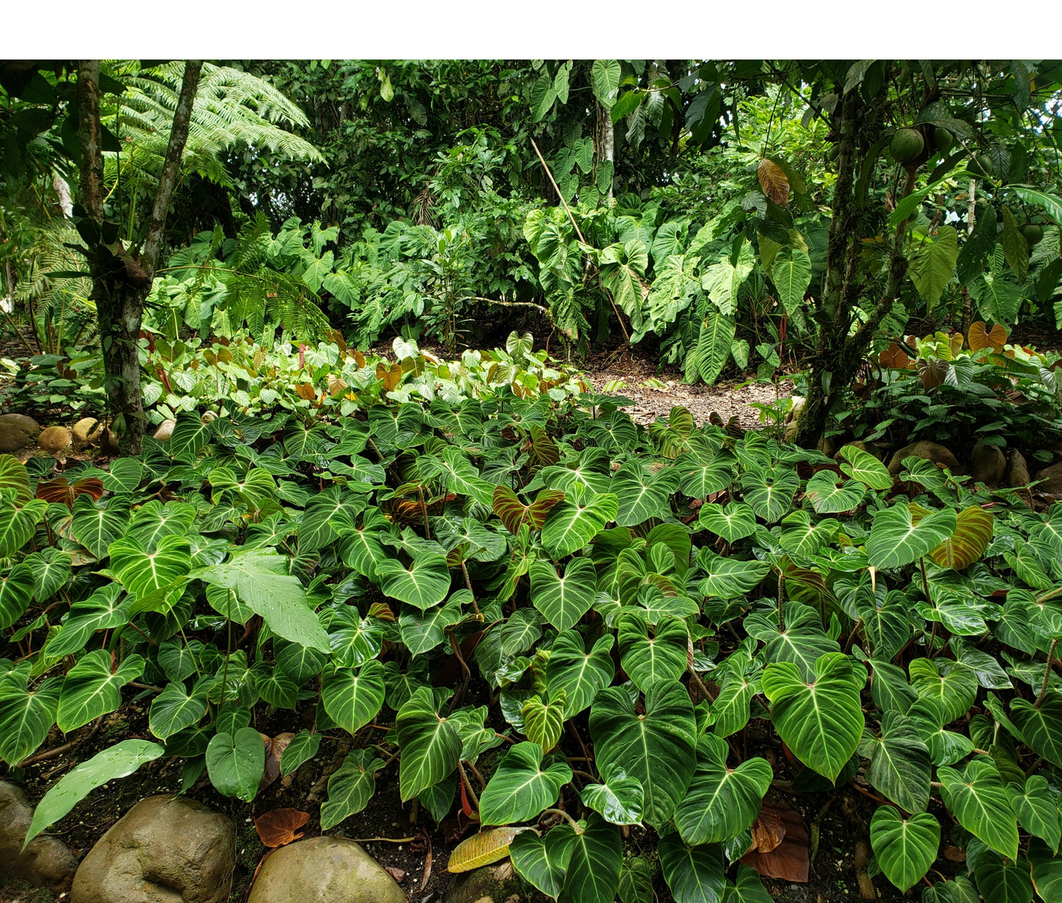 philodendron acutifolium ecuagenera Philodendron verrucosum — Ecuagenera Orquídeas del Ecuador