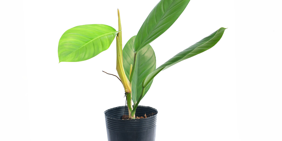 philodendron clarkei cf Philodendron clarkei cf