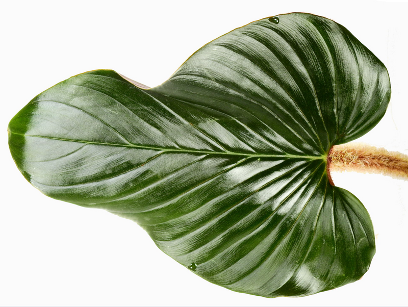 Philodendron squamicaule pink