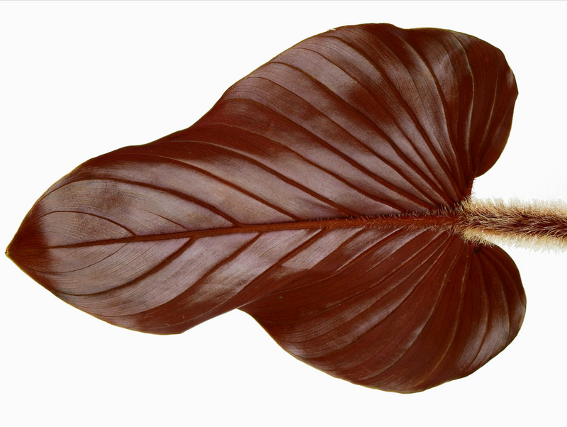 Philodendron squamicaule pink