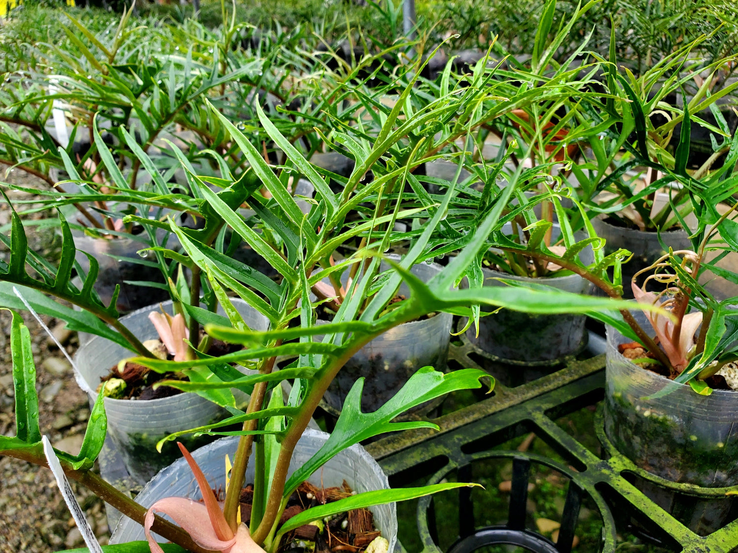 philodendron tortum for sale Philodendron tortum — Ecuagenera Orquídeas del Ecuador