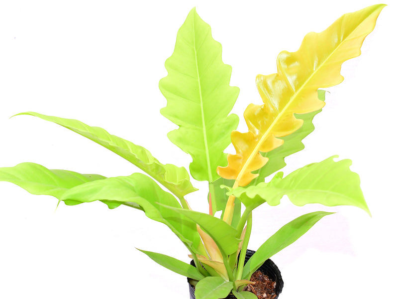 Philodendron Golden Ring of Fire