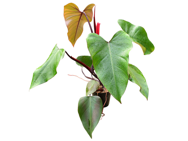 Philodendron erubescens 'Shake'