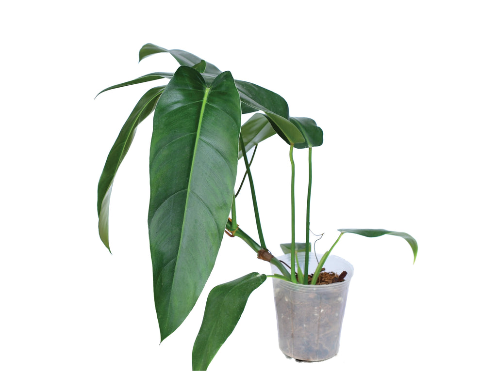 130 Ivan Spirit フィロデンドロン　philodendoron Philo_Ivan_spirit_plant_1024x1