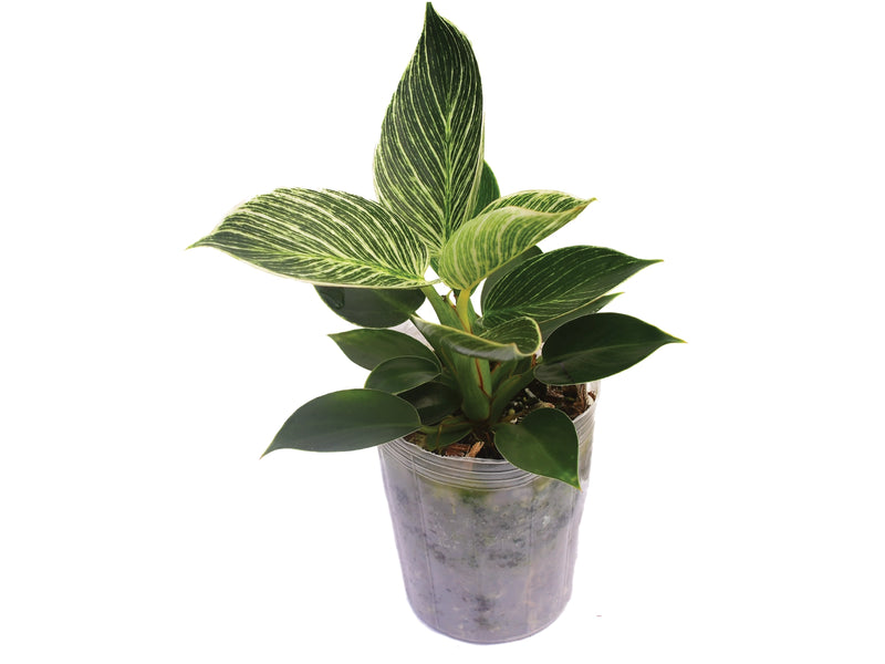 birkin philodendron Philodendron Birkin — Ecuagenera Orquídeas del Ecuador