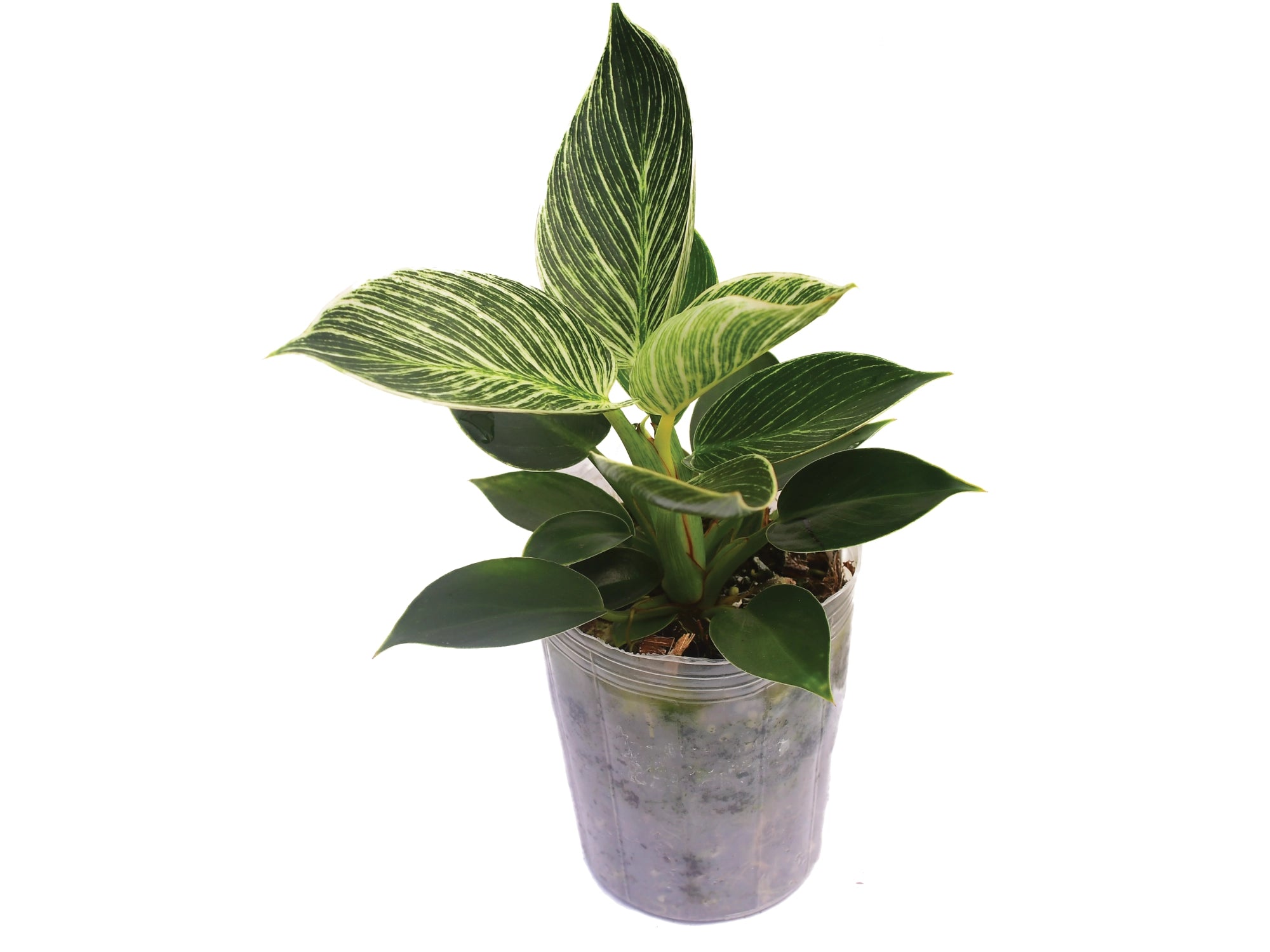 Philodendron Birkin