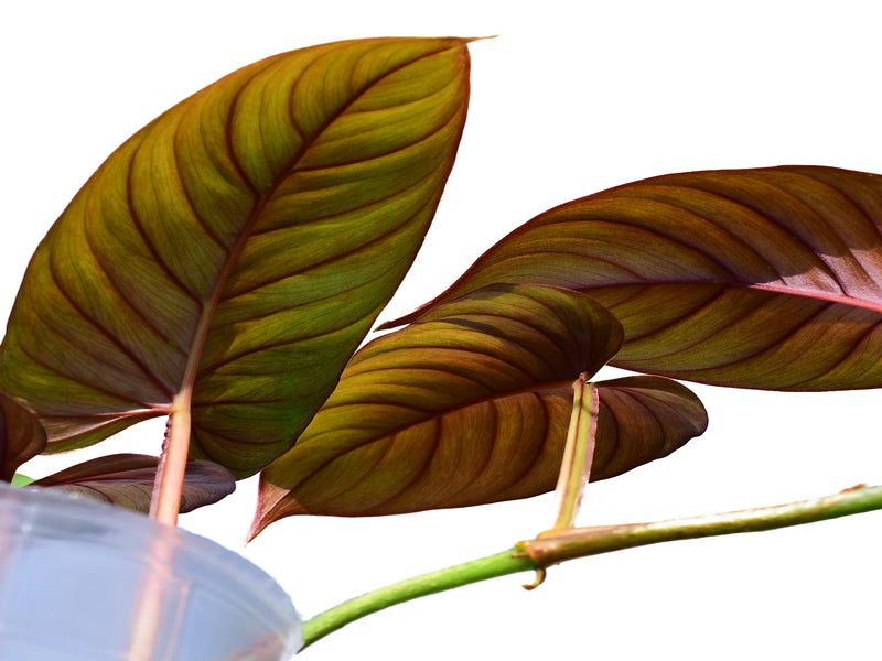 ernestii philodendron Philodendron ernestii red