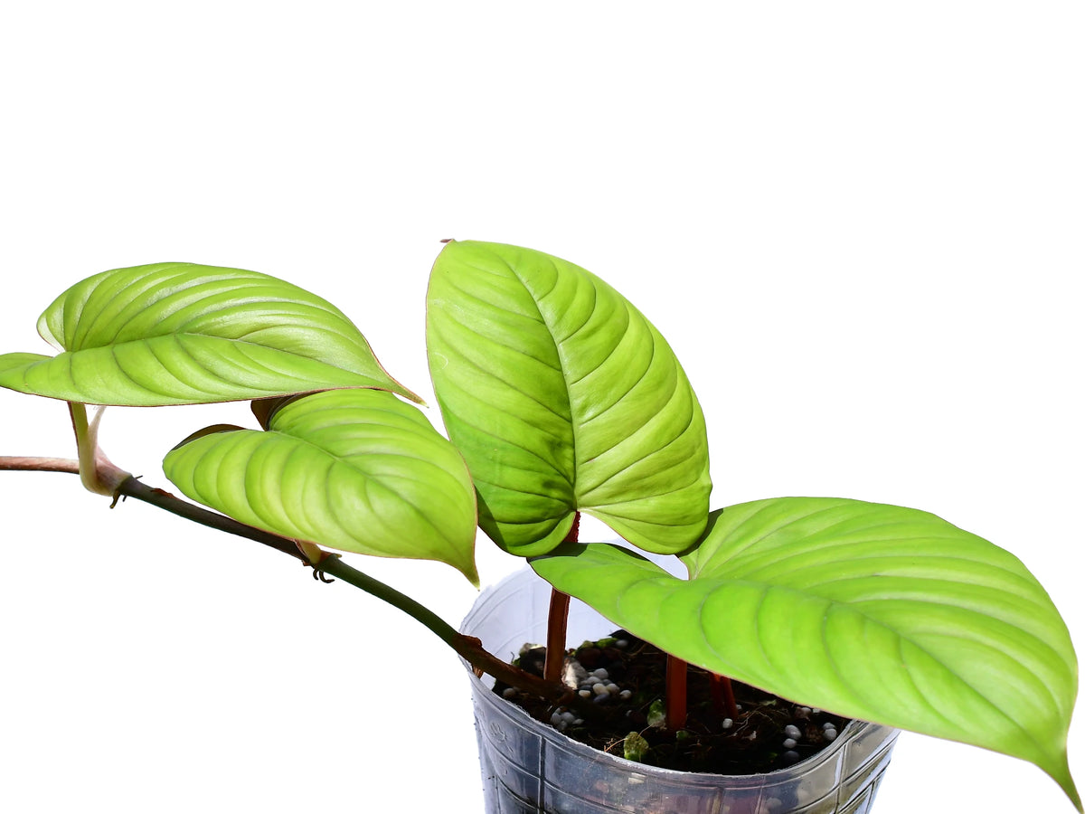 philodendron ernestii red Philodendron ernestii red