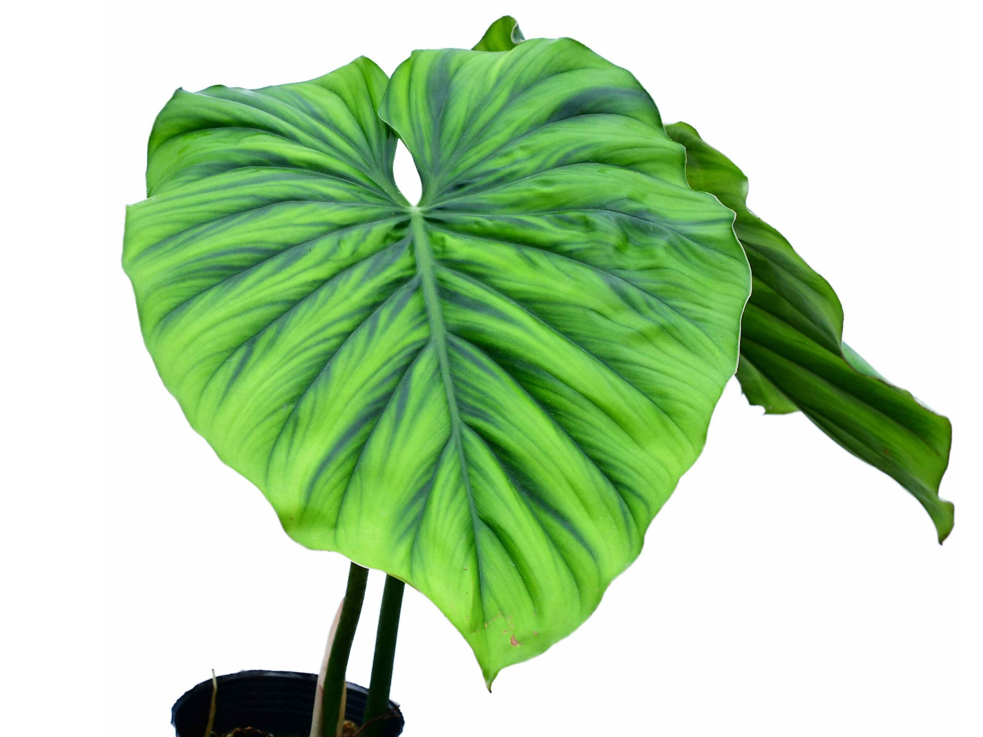 124 sp Colombia コロンビア　フィロデンドロン Philodendron sp Colombia — Ecuagenera Orquídeas del Ecuador