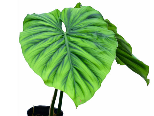 philodendron ecuadoriana Philodendron Colombia — Ecuagenera Orquídeas del Ecuador