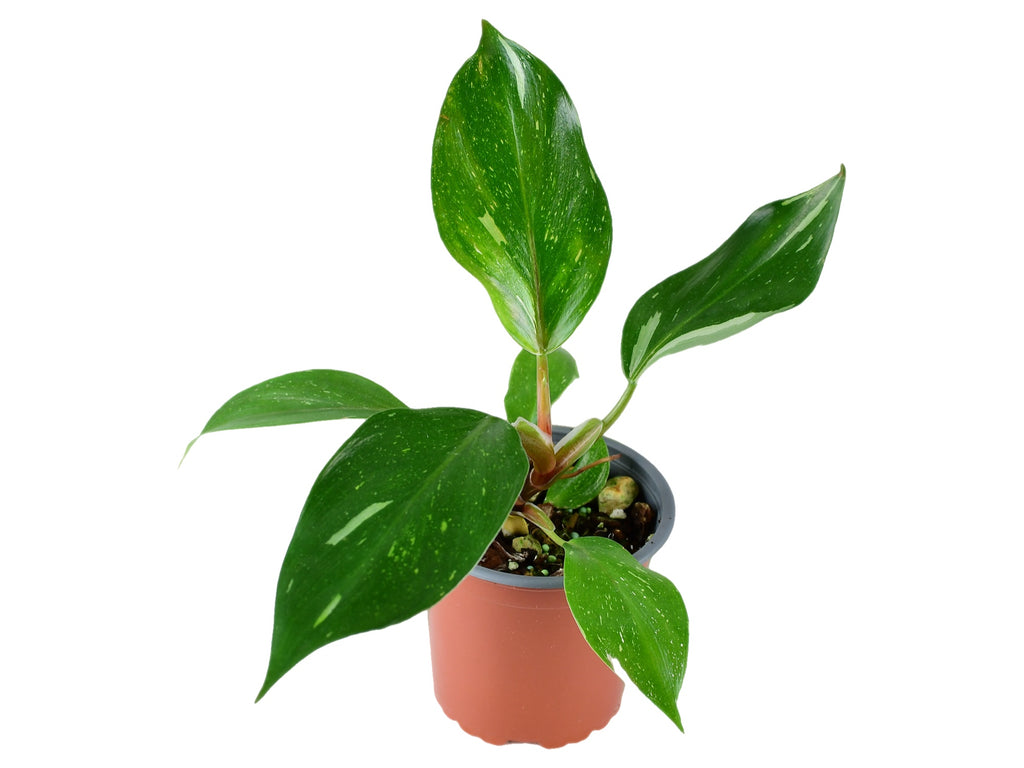philodendron enzie plug Philodendron White Knight — Ecuagenera Orquídeas del Ecuador