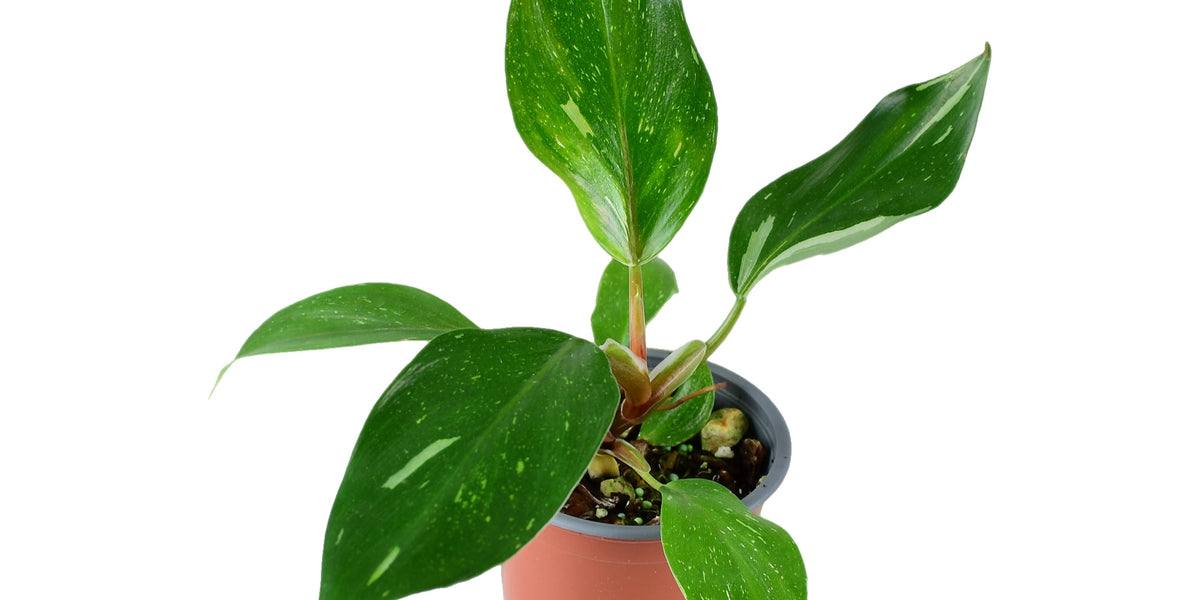 Philodendron White Knight