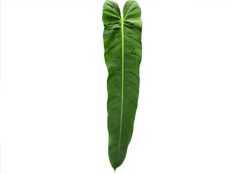 Philodendron Amazon Spirit