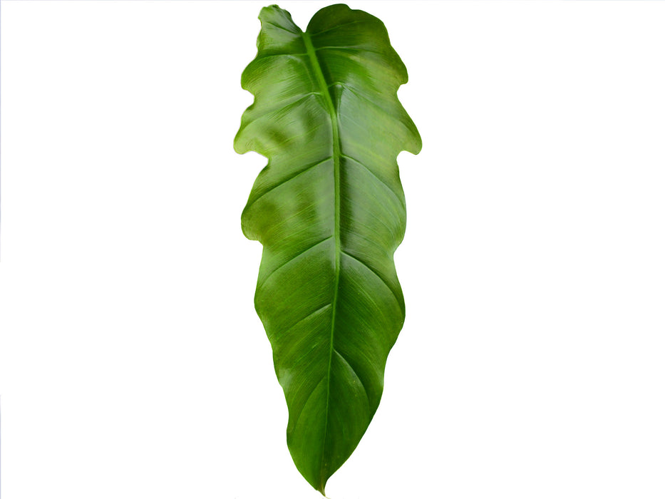 Philodendron Angel Eyes