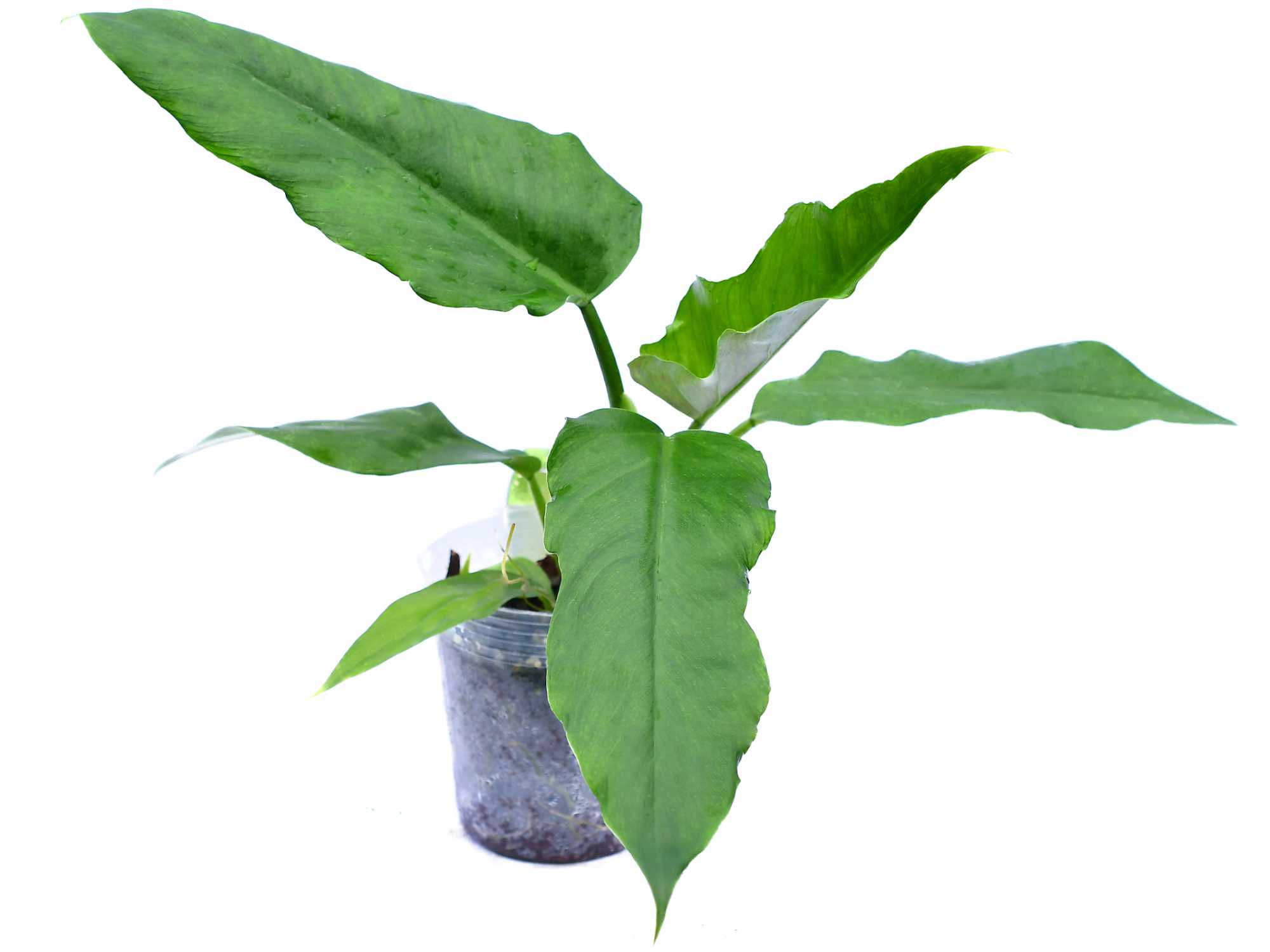 bahamas philodendrons Philodendron Bonanza