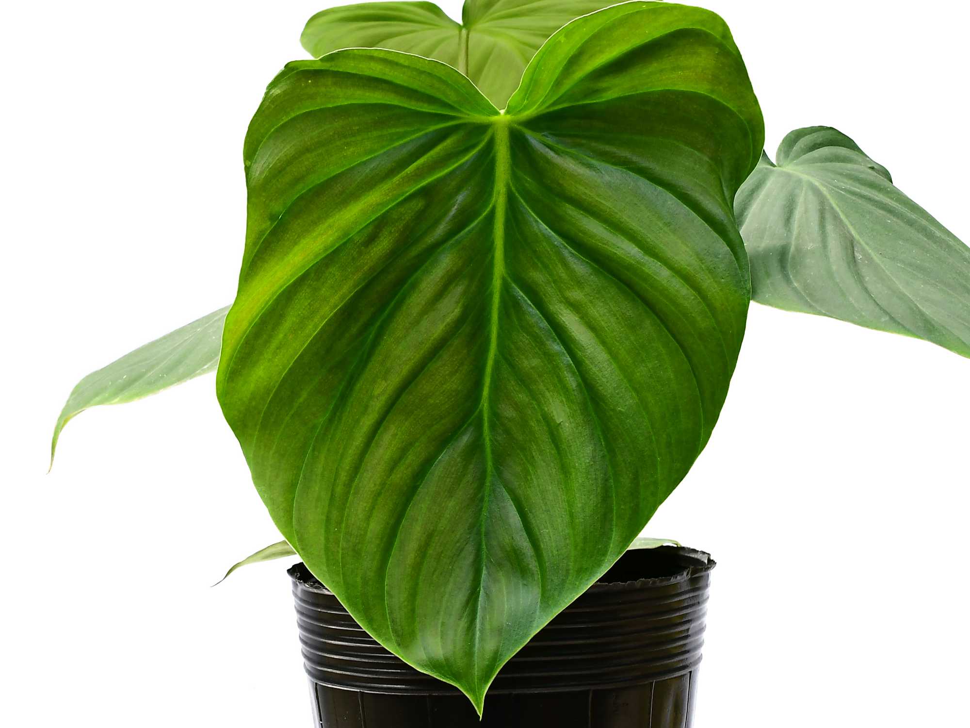 cây philodendron Philodendron Celebration