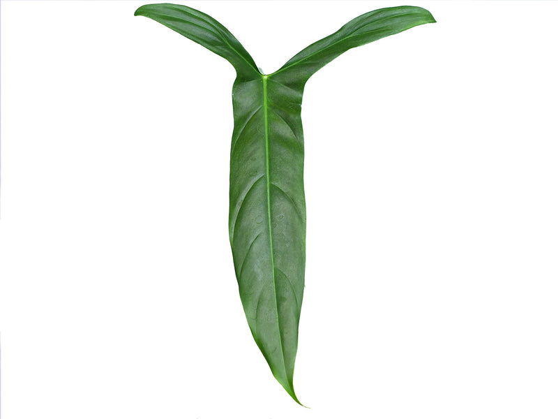 philodendron cape of dreams Philodendron Dayaneth Dreams