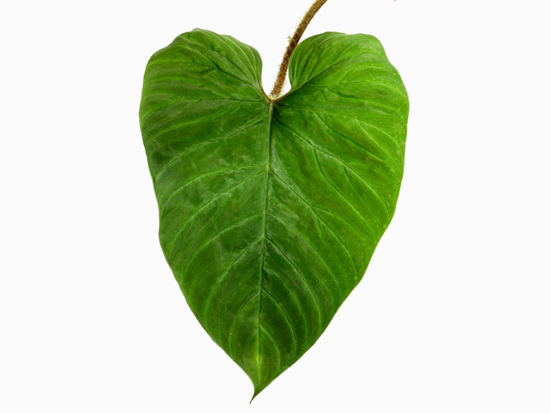 ecuagenera philodendron Philodendron Ecuagenera Vibes