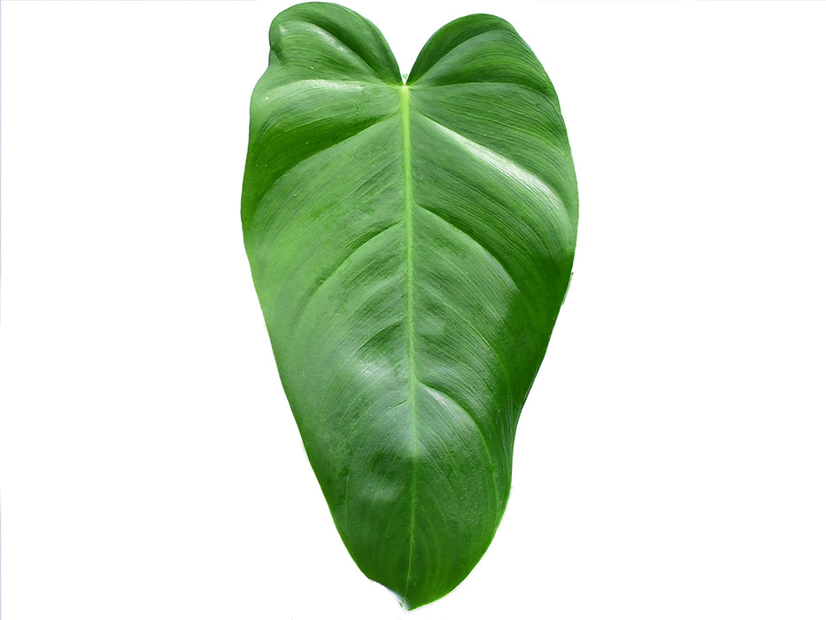 Philodendron Eliarmijos Inspirations