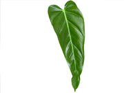 philodendron esmeralda Philodendron Esmeralda Spirit — Ecuagenera Orquídeas del Ecuador