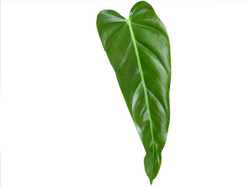 philodendron esmeralda spirit Philodendron Esmeralda Spirit — Ecuagenera Orquídeas del Ecuador