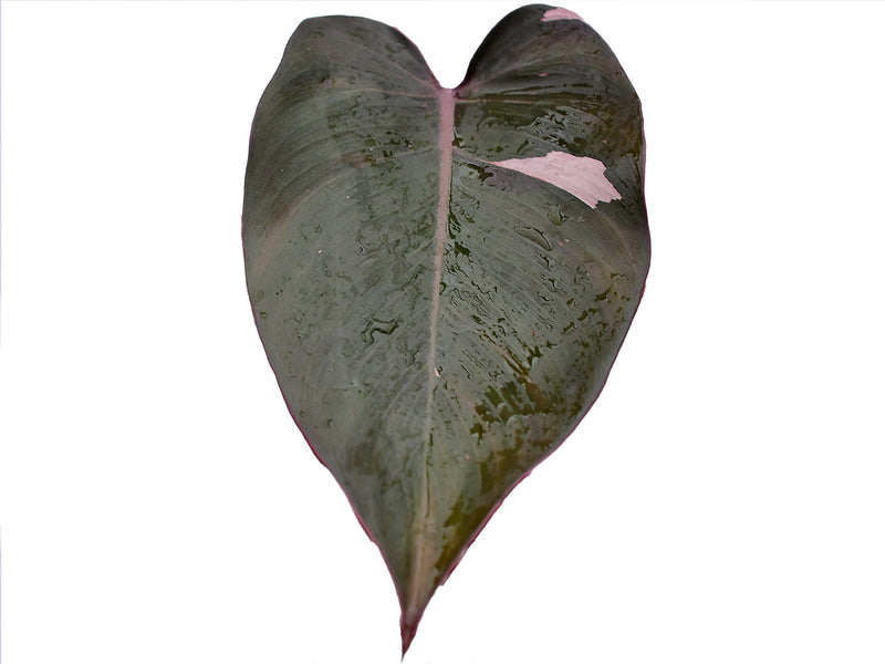 philodendron with dark red leaves Philodendron Red Brown — Ecuagenera Orquídeas del Ecuador