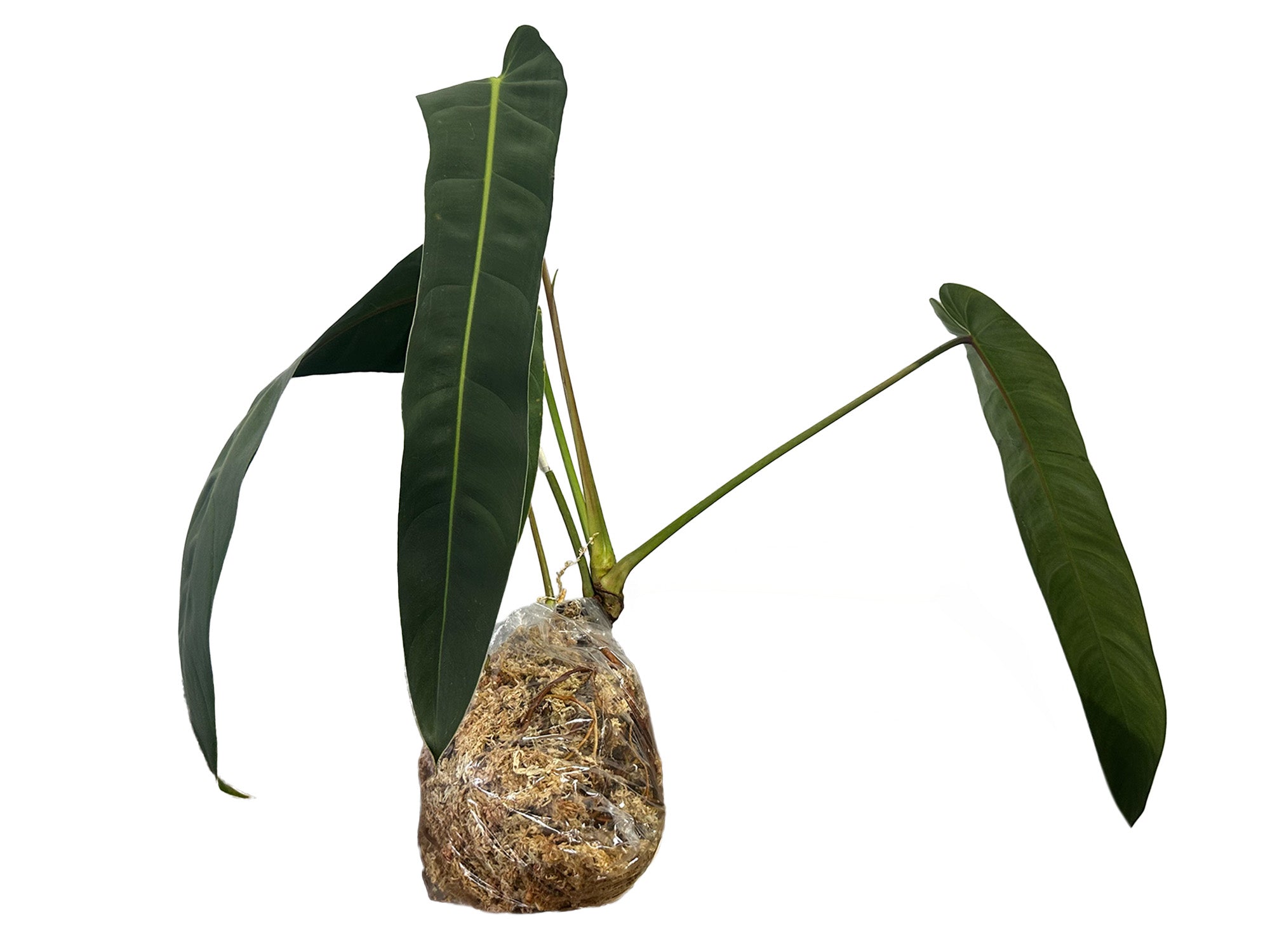 132 Amazon Spirit フィロデンドロン　philodendoron Philodendron Amazon Spirit (patriciae X Spiritus Sancti) - 4