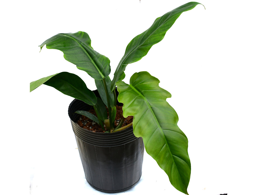 Philodendron Angel Eyes — Ecuagenera Orquídeas del Ecuador