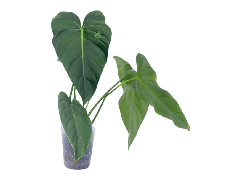 Philodendron Angel's Filigree