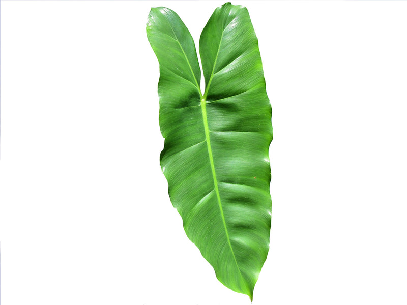 philodendron burle marx Philodendron Burle Marx — Ecuagenera Orquídeas del Ecuador