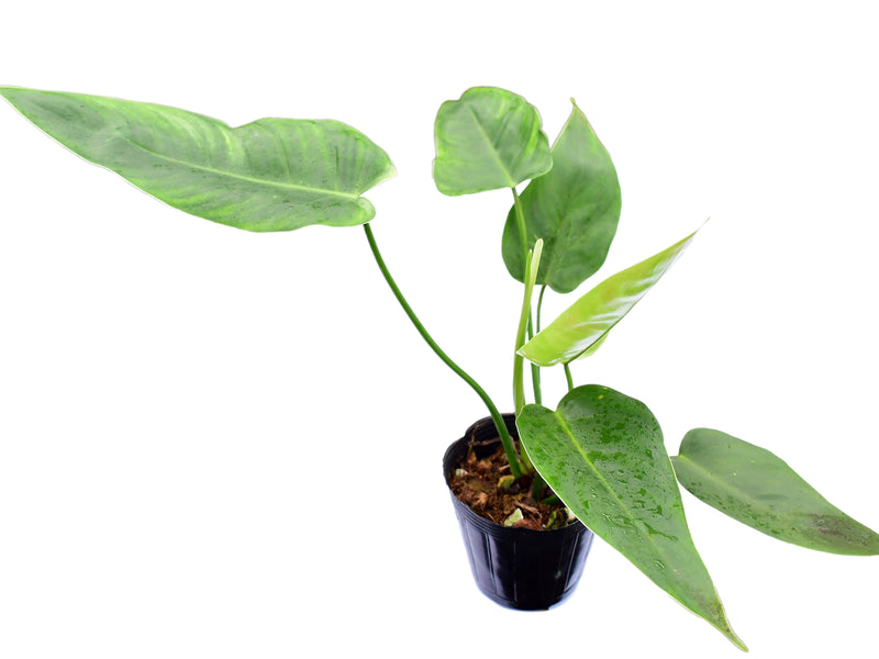 Philodendron Celestial Bird