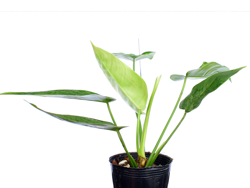 Philodendron Celestial Bird