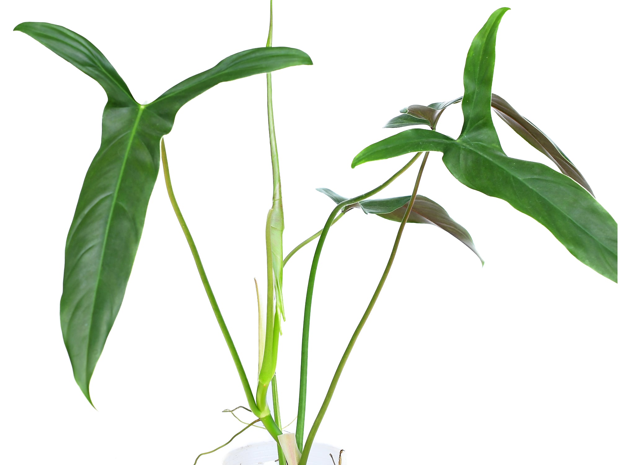 philodendron cape of dreams Philodendron Dayaneth Dreams