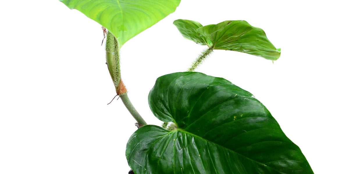philodendron fibrosum type Philodendron Ecuagenera Vibes — Ecuagenera Orquídeas del Ecuador