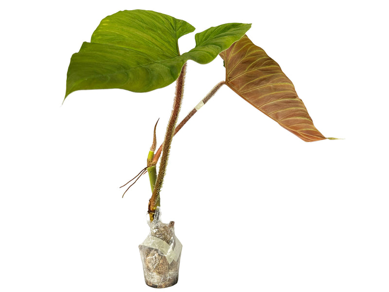 Philodendron Ecuagenera Vibes
