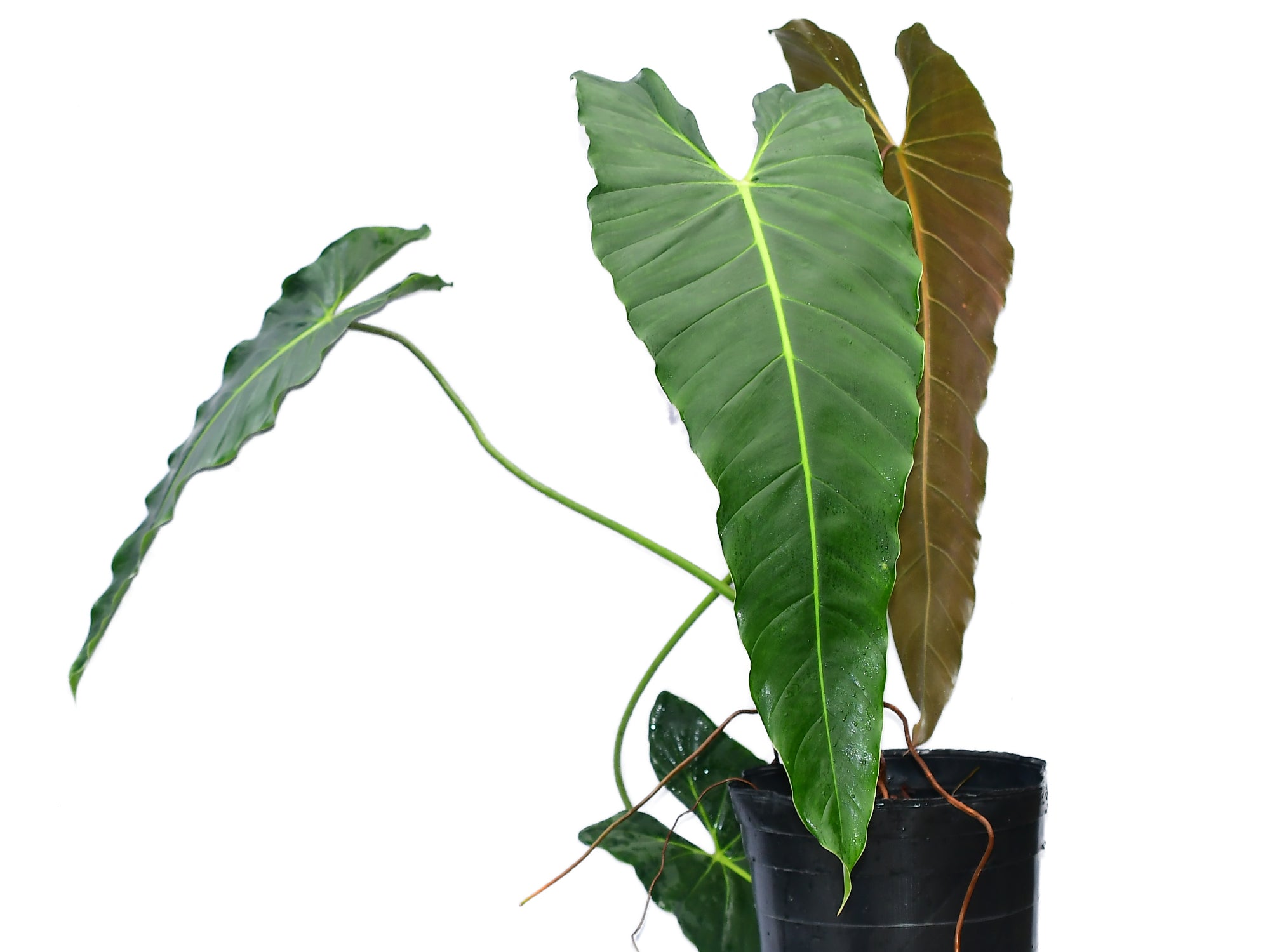 Philodendron Esmeralda Spirit — Ecuagenera Orquídeas del Ecuador