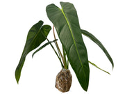 philodendron esmeralda Philodendron Esmeralda Spirit — Ecuagenera Orquídeas del Ecuador