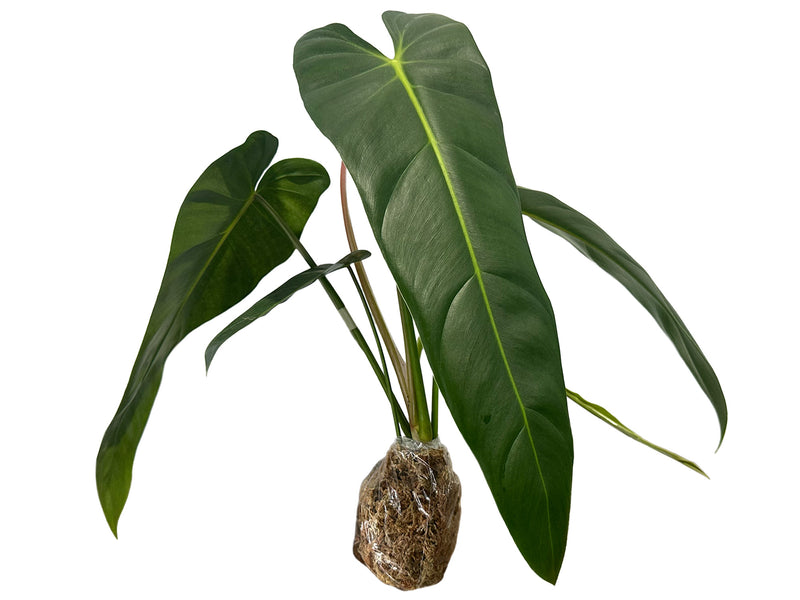 philodendron esmeralda spirit Philodendron Esmeralda Spirit — Ecuagenera Orquídeas del Ecuador
