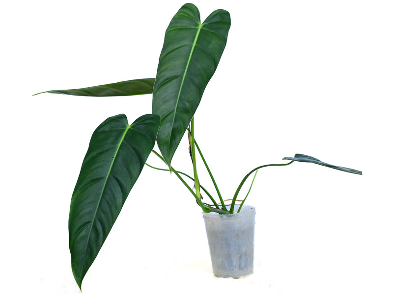 philodendron hybrid narrow Philodendron Esmeralda Spirit narrow — Ecuagenera Orquídeas del Ecuador