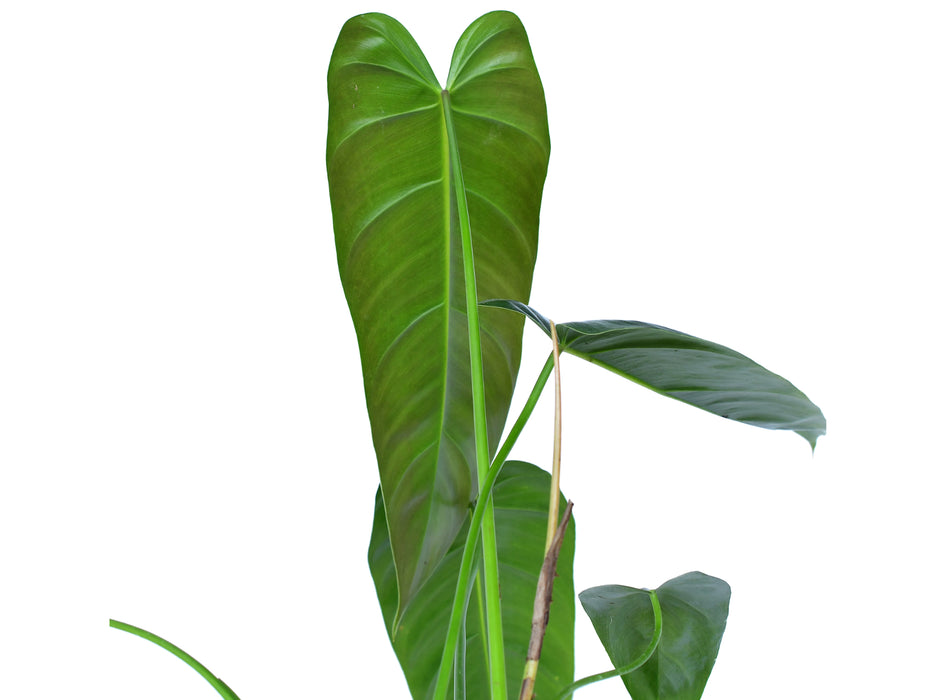 Philodendron Esmeralda Spirit narrow